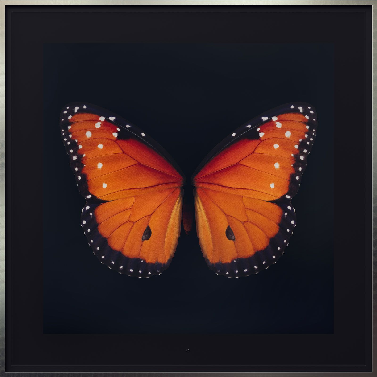 Metamorphosis: Solo - Queen Butterfly